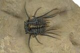 Beautiful, Spiny Dicranurus Trilobite - Excellent Preparation #312740-1